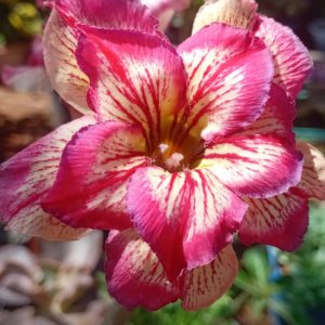 Pré Venda - Rosa do Deserto Maracuja