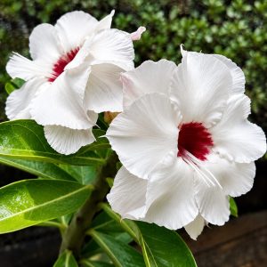 Pré Venda - Rosa do Deserto Lucky White  2 (Branca Buquê)