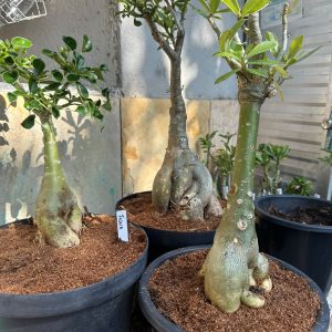 1007 07 Big Caudex Fiona Kit 3