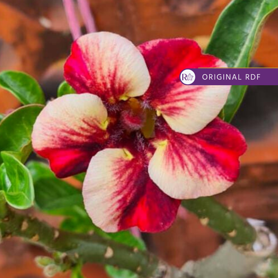 Pré Venda - Rosa do Deserto Xique-Xique