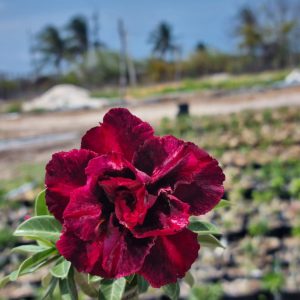 Pré Venda - Rosa do Deserto Napolitana