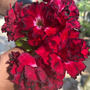 Pré Venda - Rosa do Deserto Amor de Mãe