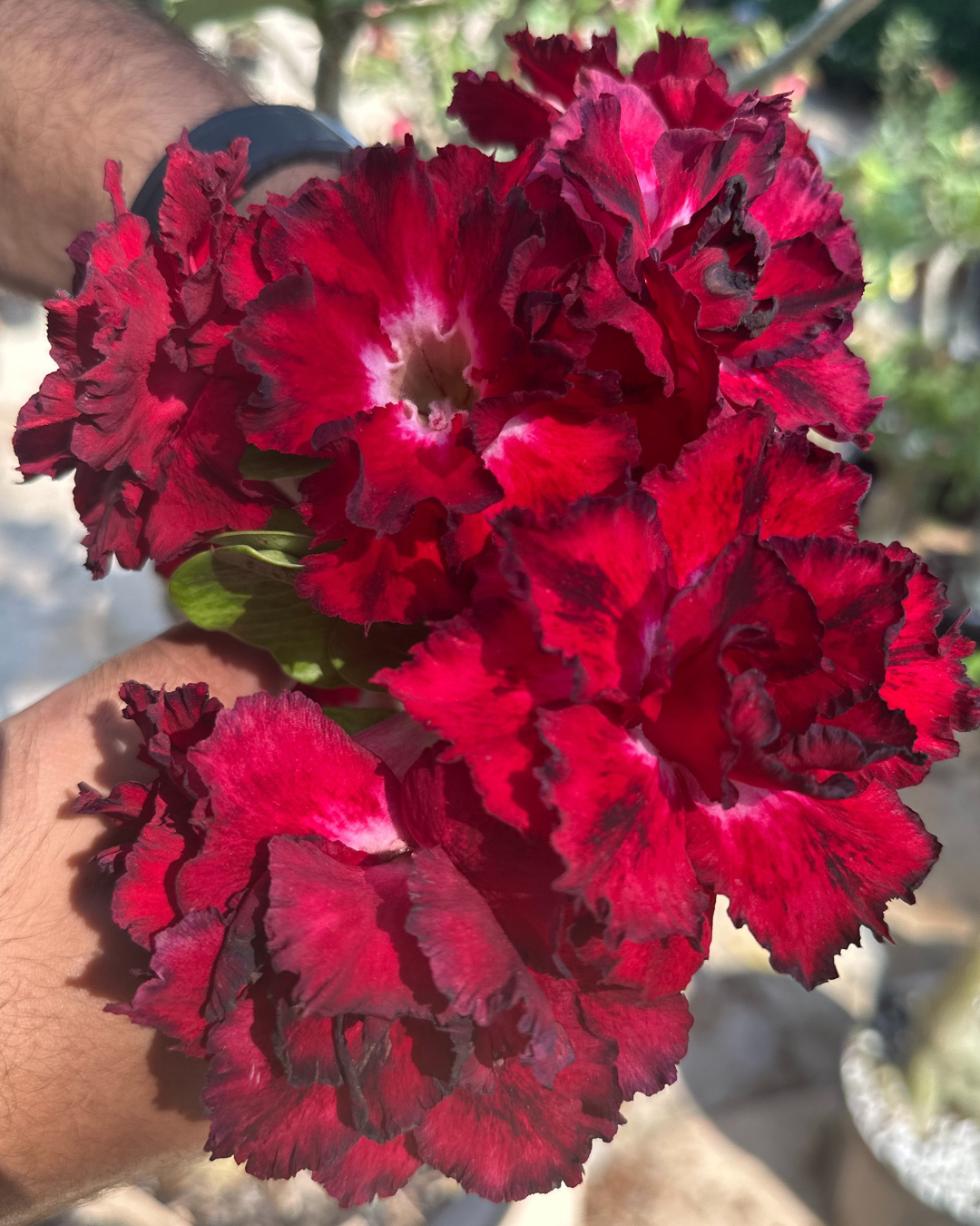 Pré Venda - Rosa do Deserto Amor de Mãe