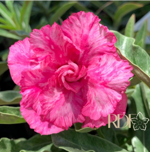 Pré Venda - Rosa do Deserto Peony Pink