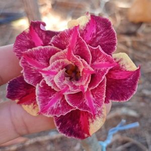 Pré Venda - Rosa do Deserto Triple Wish 3