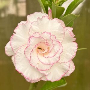 Pré Venda - Rosa do Deserto Neva Rose