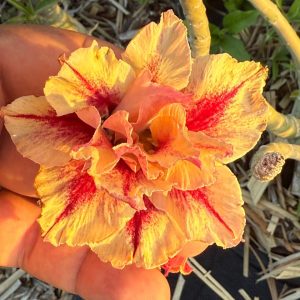 Pré Venda - Rosa do Deserto Lança Chamas