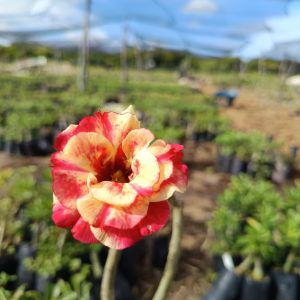 Pré Venda - Rosa do Deserto Fogueira 2