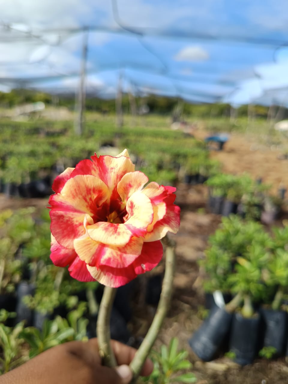Pré Venda - Rosa do Deserto Fogueira 2