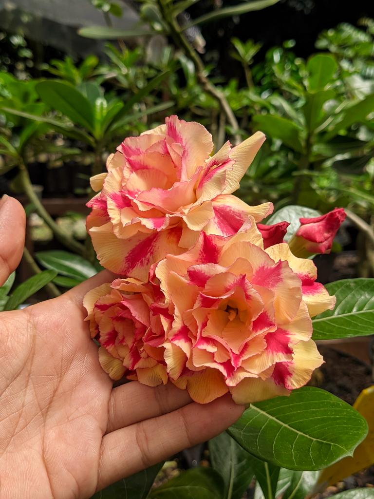 Pré Venda - Rosa do Deserto Butterfly Dream