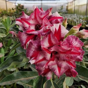 Pré Venda - Rosa do Deserto Canan 15