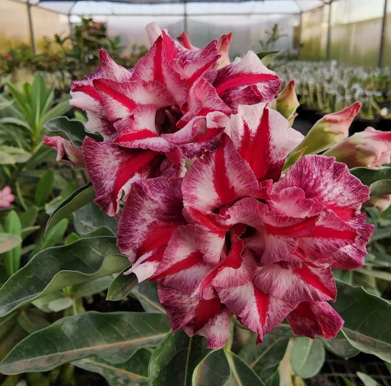 Pré Venda - Rosa do Deserto Canan 15