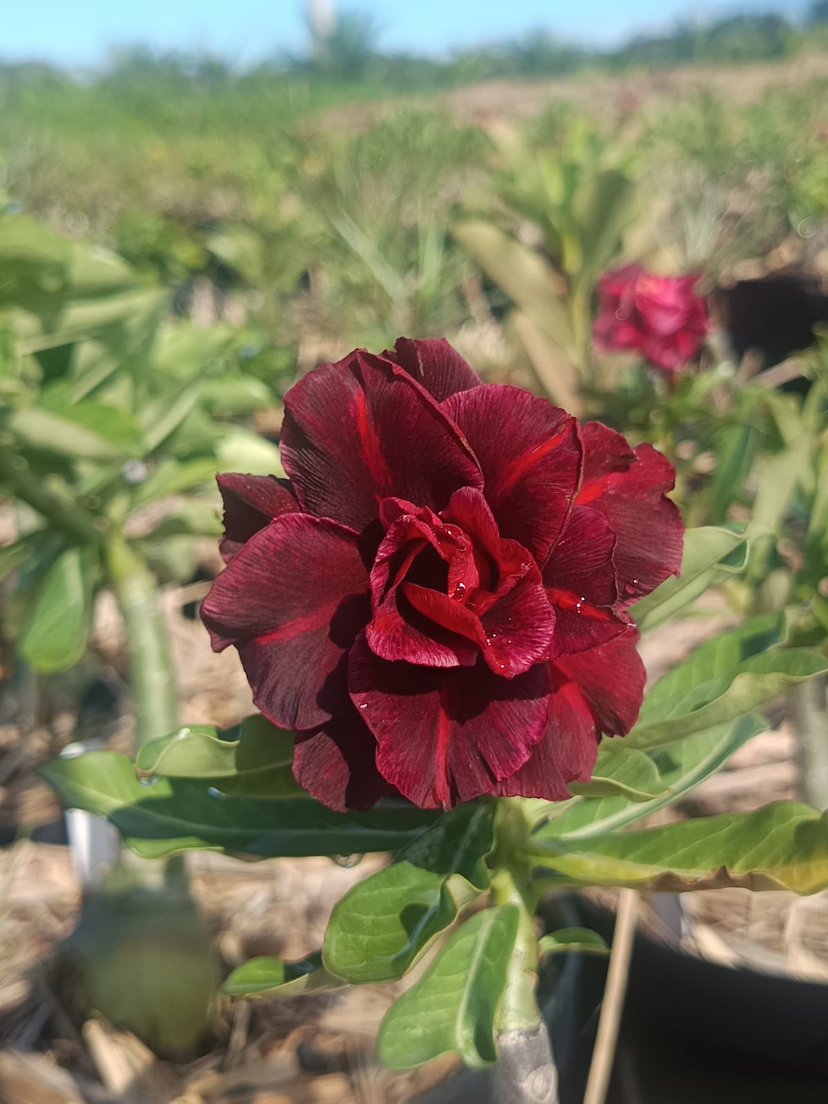 Pré Venda - Rosa do Deserto Natividade