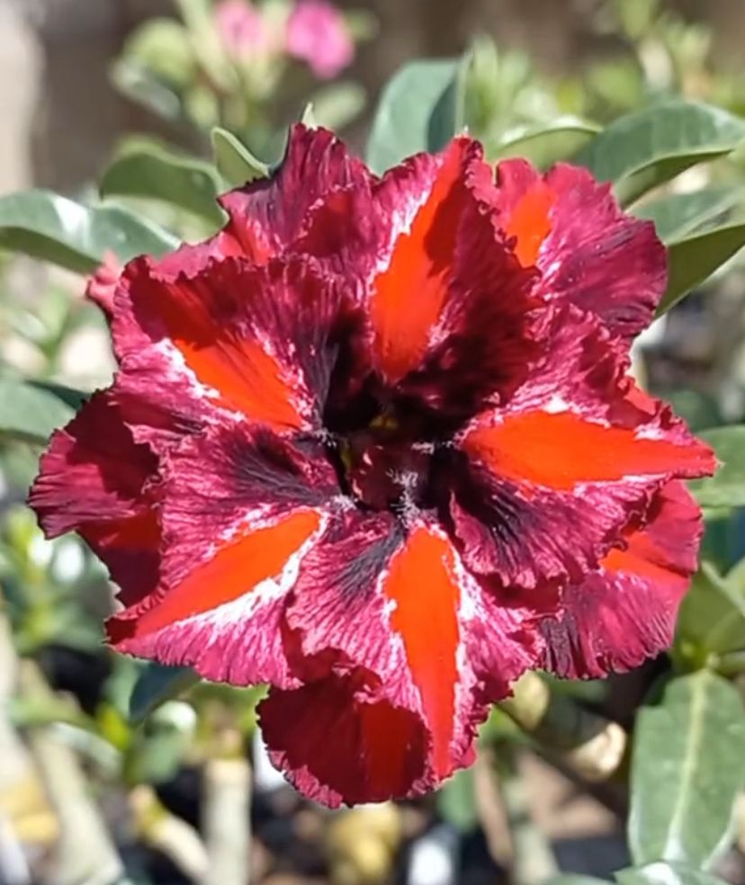 Pré Venda - Rosa do Deserto Connie