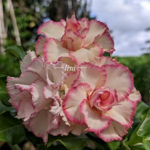 Pré Venda - Rosa do Deserto Fanhua