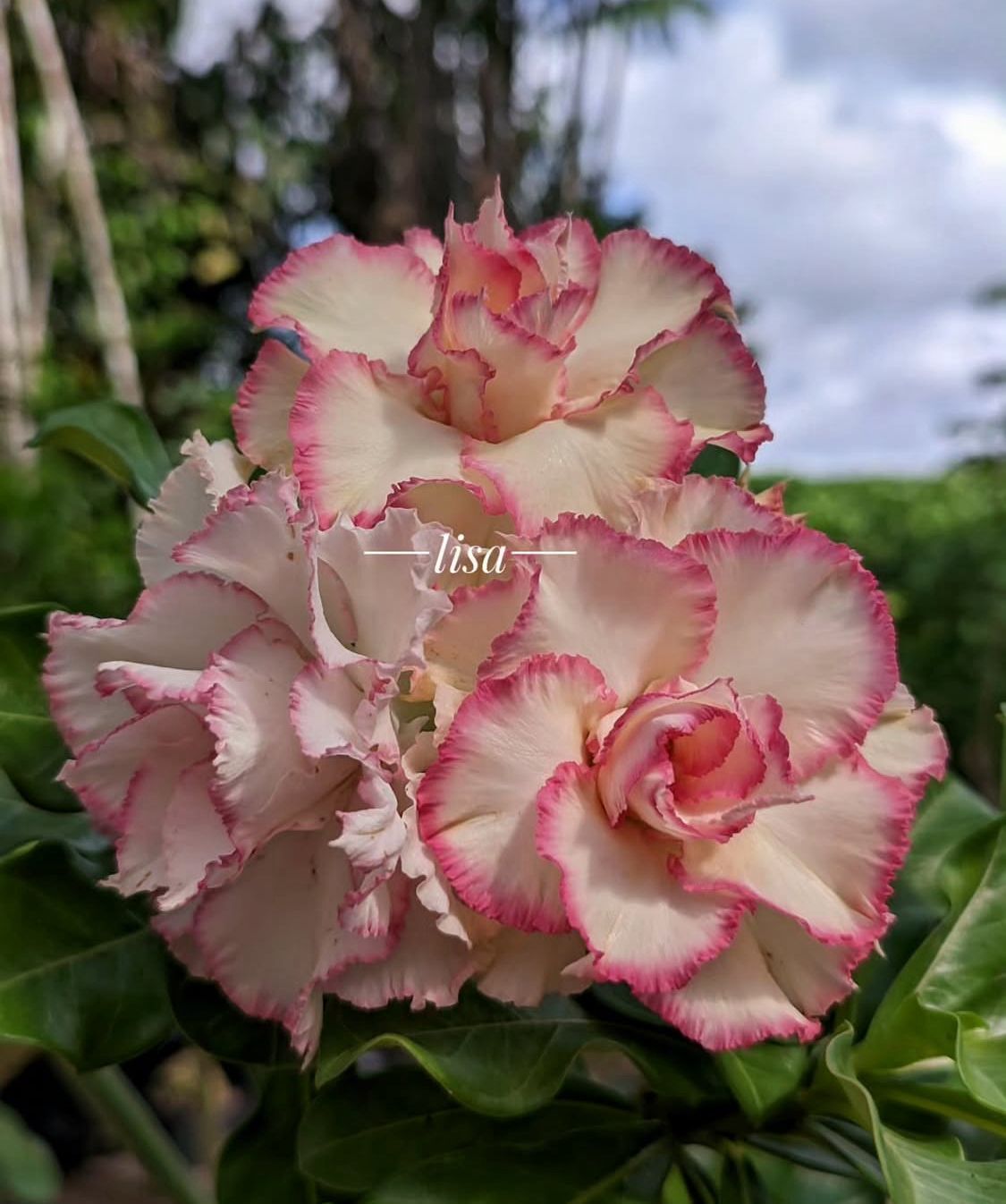 Pré Venda - Rosa do Deserto Fanhua