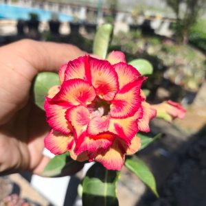 Pré Venda - Rosa do Deserto Kora