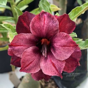 Pré Venda - Rosa do Deserto Scorpio