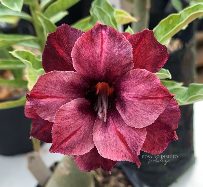 Pré Venda - Rosa do Deserto Scorpio