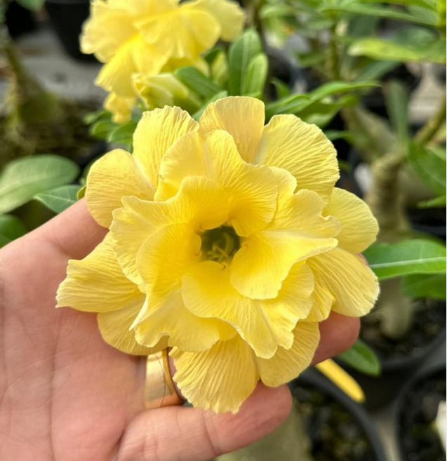 Pré Venda - Rosa do Deserto Genesia