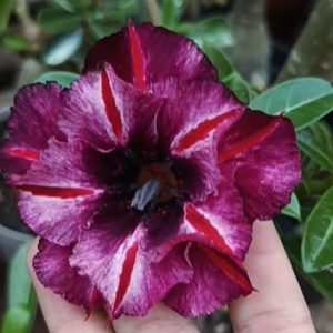 Pré Venda - Rosa do Deserto BRD Maria