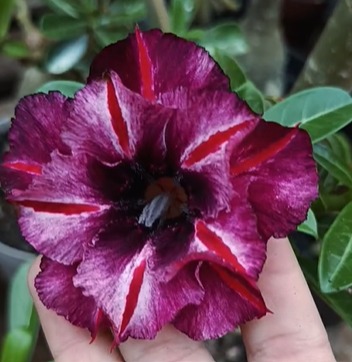 Pré Venda - Rosa do Deserto BRD Maria