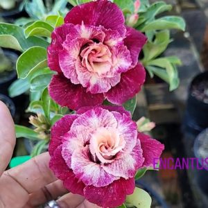 Pré Venda - Rosa do Deserto Encatus