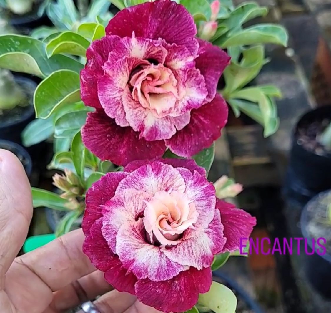 Pré Venda - Rosa do Deserto Encatus