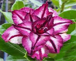 Pré Venda - Rosa do Deserto Rubi