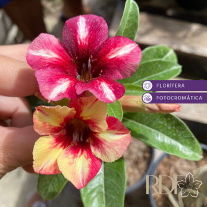 Pré Venda - Rosa do Deserto Suga Maple