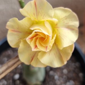 Pré Venda - Rosa do Deserto Antonieta