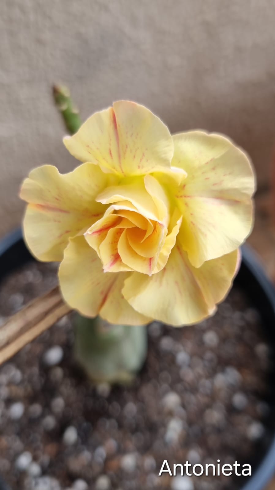 Pré Venda - Rosa do Deserto Antonieta