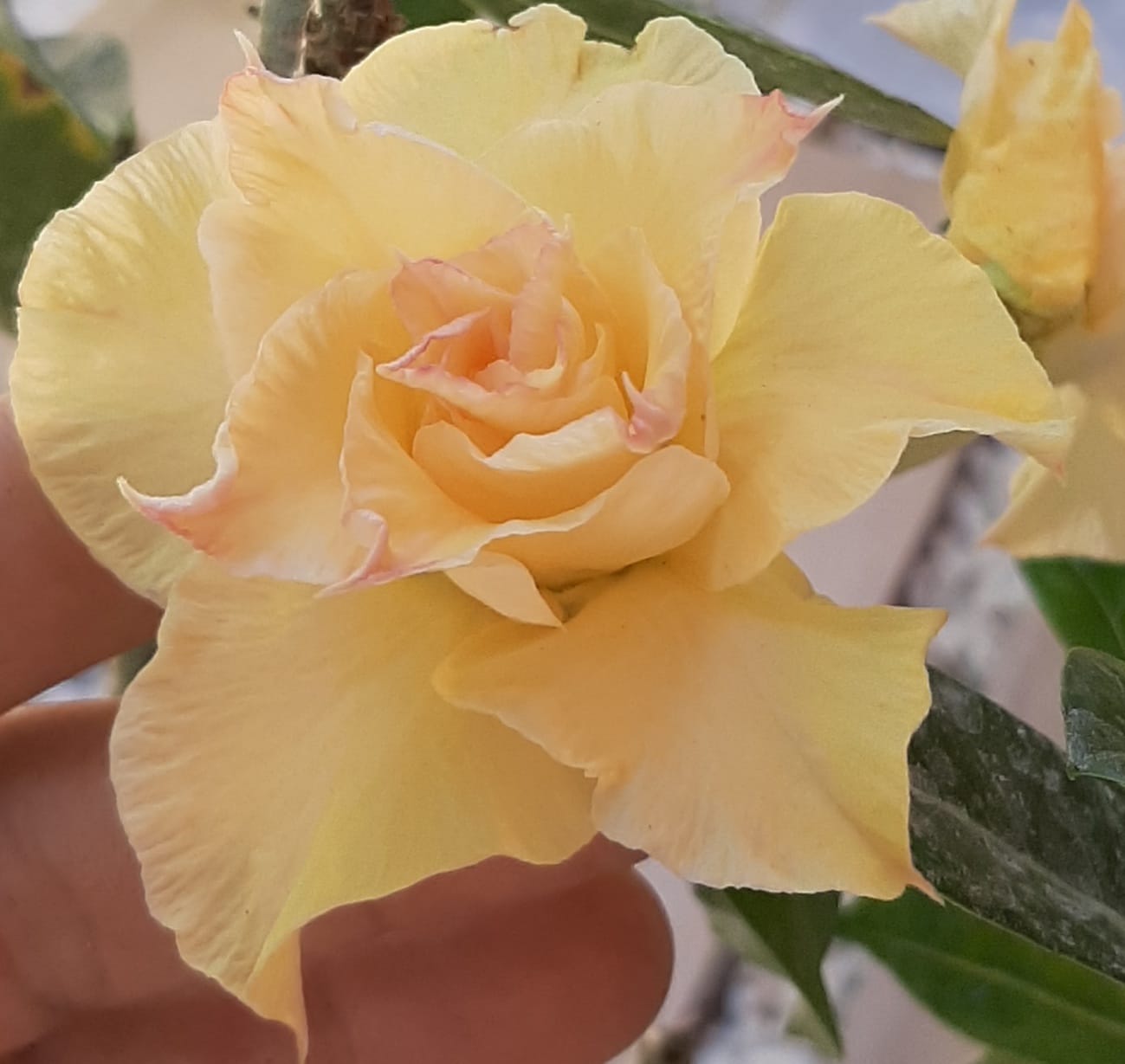 Pré Venda - Rosa do Deserto Aurora