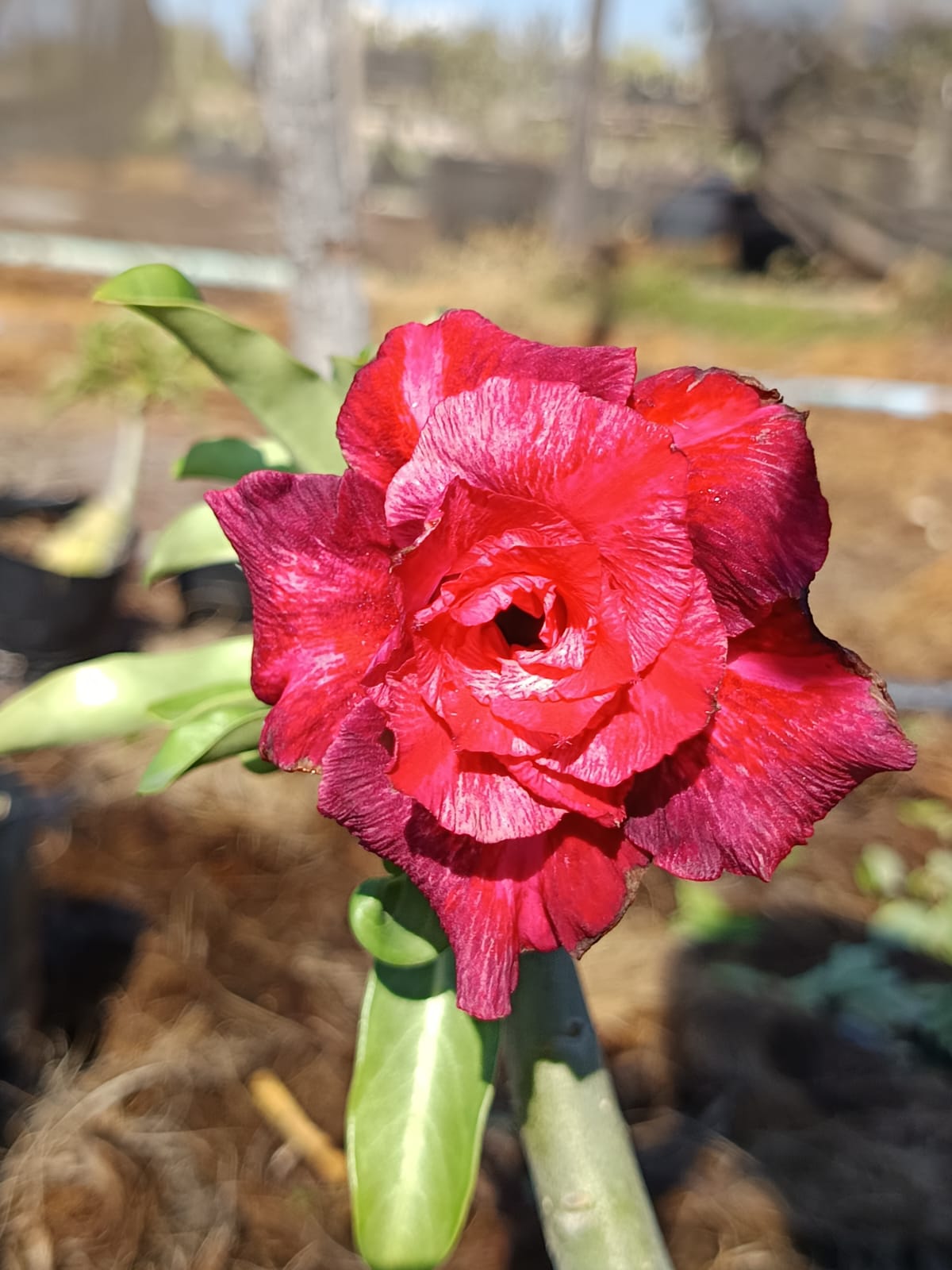Pré Venda - Rosa do Deserto Cibele