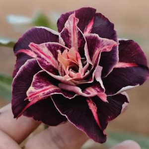 Pré Venda - Rosa do Deserto Dakota