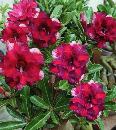 Pré Venda - Rosa do Deserto BRD 99