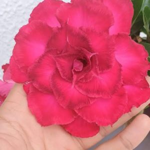 Pré Venda - Rosa do Deserto Aruana