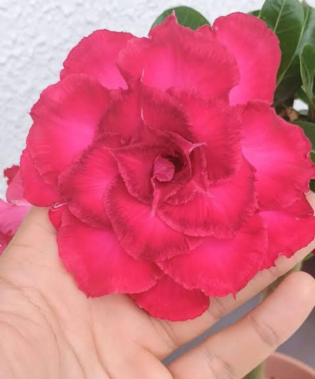 Pré Venda - Rosa do Deserto Aruana