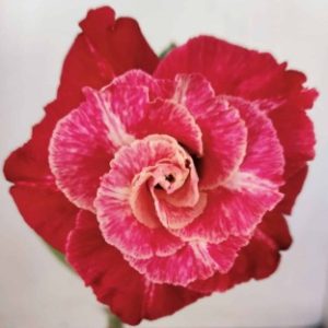 Pré Venda - Rosa do Deserto LM 913