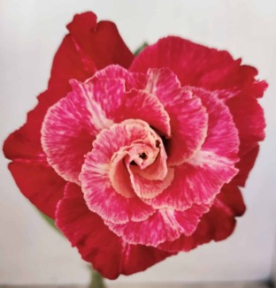 Pré Venda - Rosa do Deserto LM 913