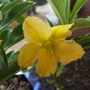 Pré Venda - Rosa do Deserto Yes