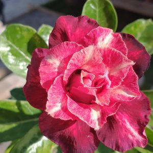 Pré Venda - Rosa do Deserto Jayant