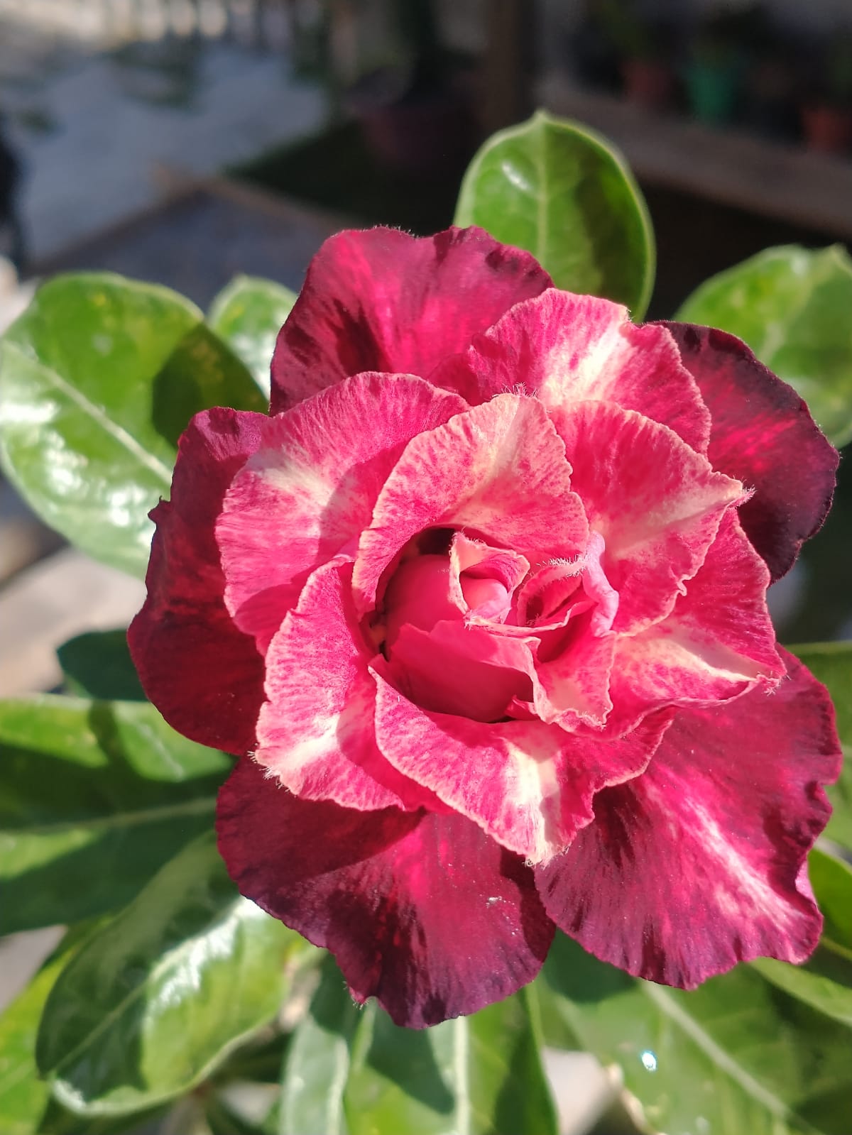 Pré Venda - Rosa do Deserto Jayant