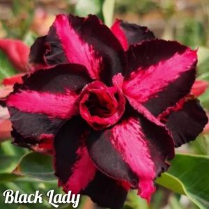 Pré Venda - Rosa do Deserto Black Lady