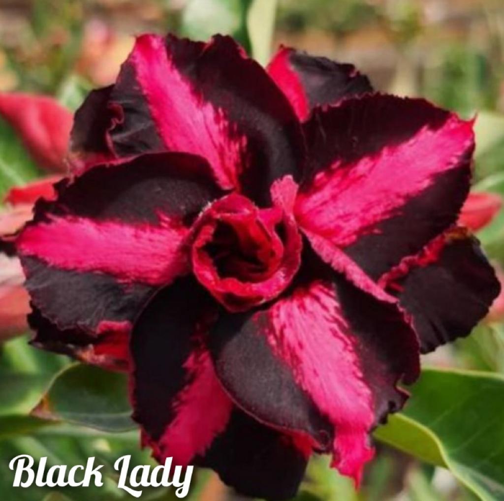 Pré Venda - Rosa do Deserto Black Lady