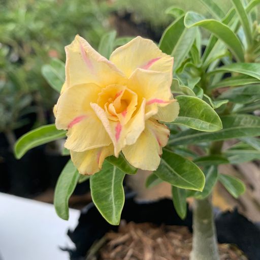 Pré Venda - Rosa do Deserto Carolina