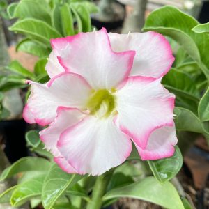 Pré Venda - Rosa do Deserto Bri Rose Buquê