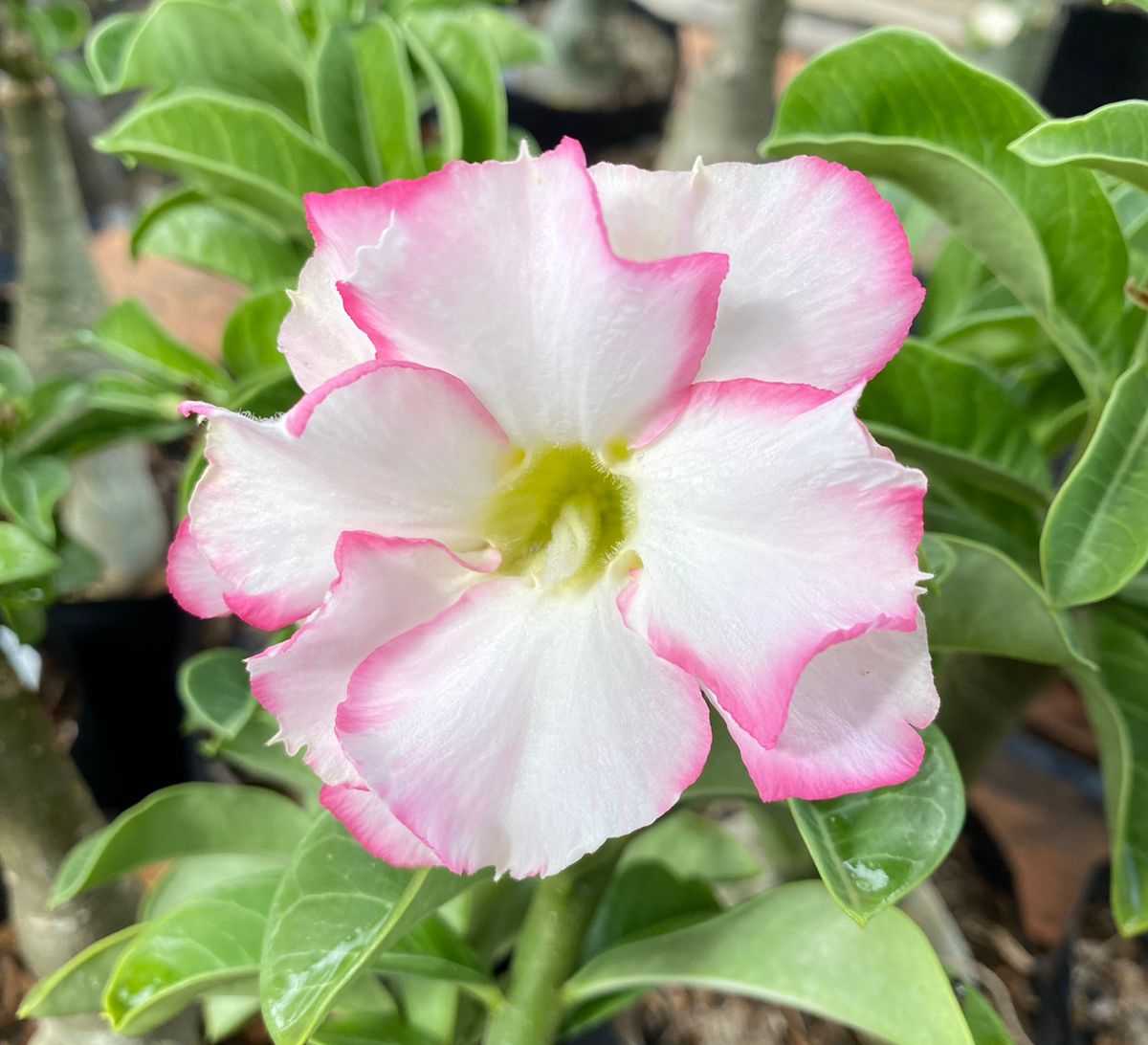 Pré Venda - Rosa do Deserto Bri Rose Buquê