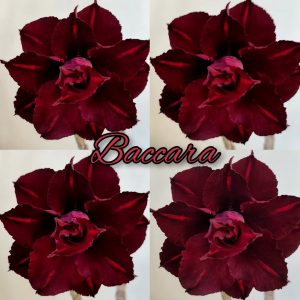 Pré Venda - Rosa do Deserto Baccara