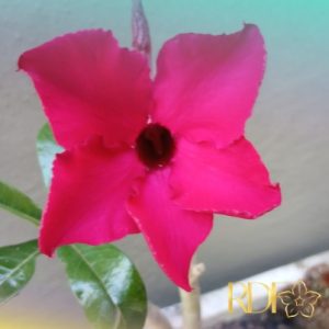 Pré Venda - Rosa do Deserto LM 127